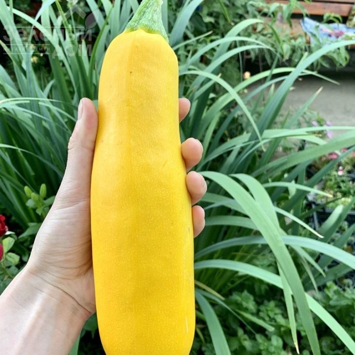 Эклер F1 (PL 6010) / Ekler F1 (PL 6010), 45 дней фото 3