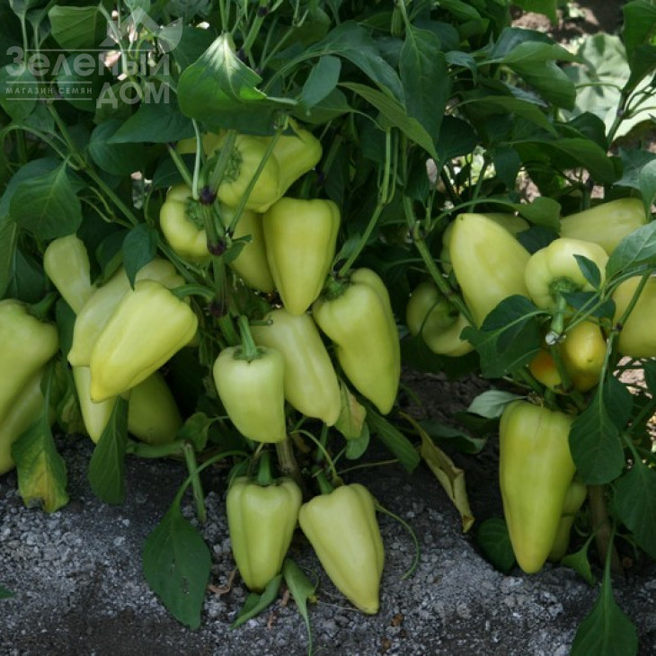 Анетта F1 / Anetta F1 фото 2