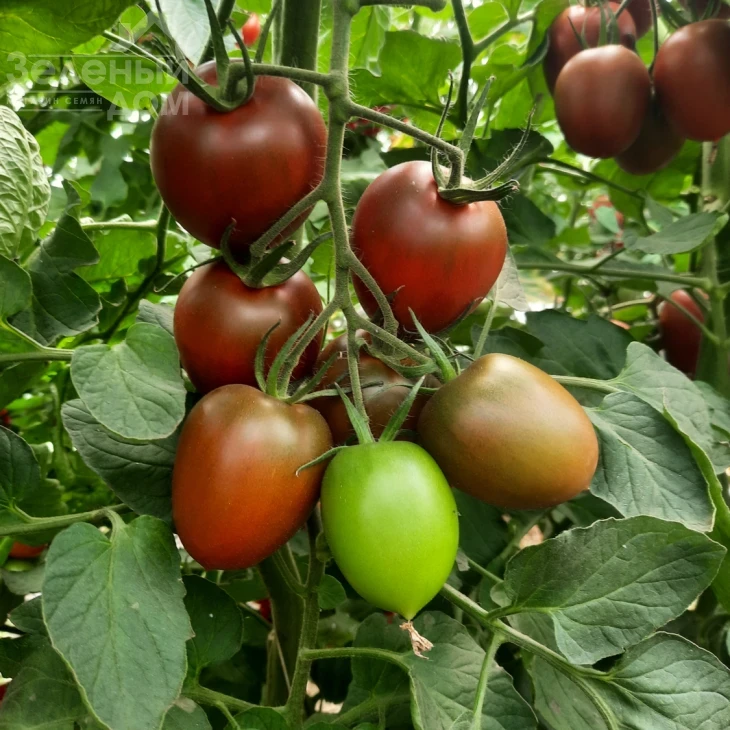 Даркмико F1 / Darkmiko F1 фото 1