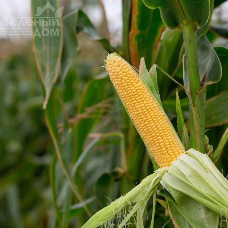 Санрайз F1 / Sanrayz F1, 78-80 днів фото 1