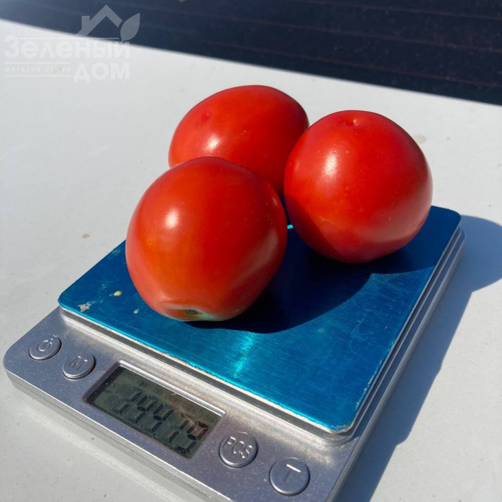 НМ 5900 F1, 115-120 днів фото 1