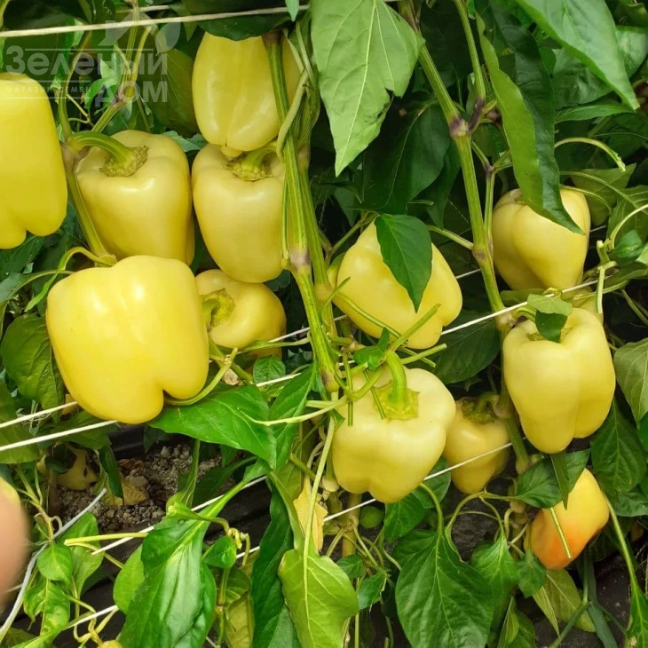 Спартако F1 / Spartako F1, 65-70 дней фото 3