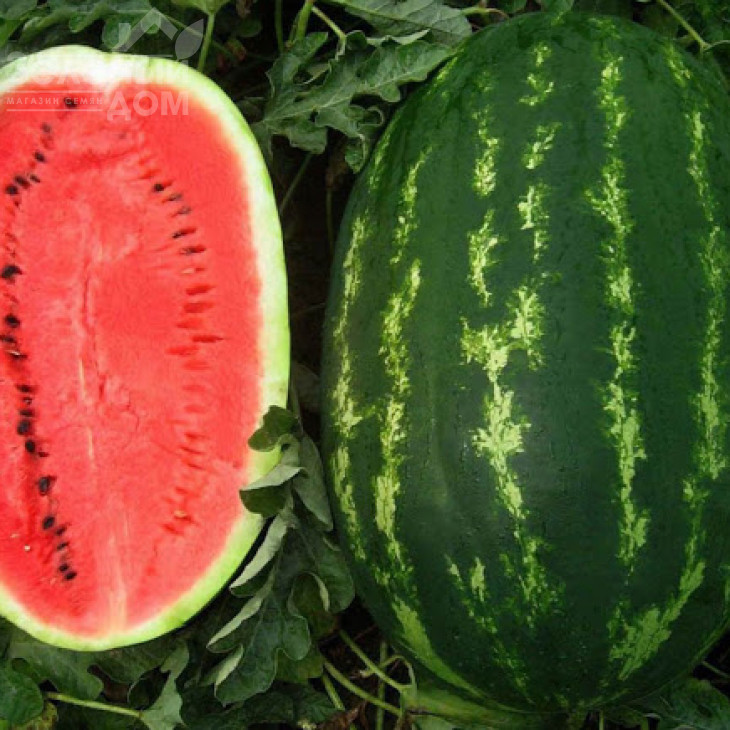 Прізматика F1 / Prizmatika F1,80 днів фото 2