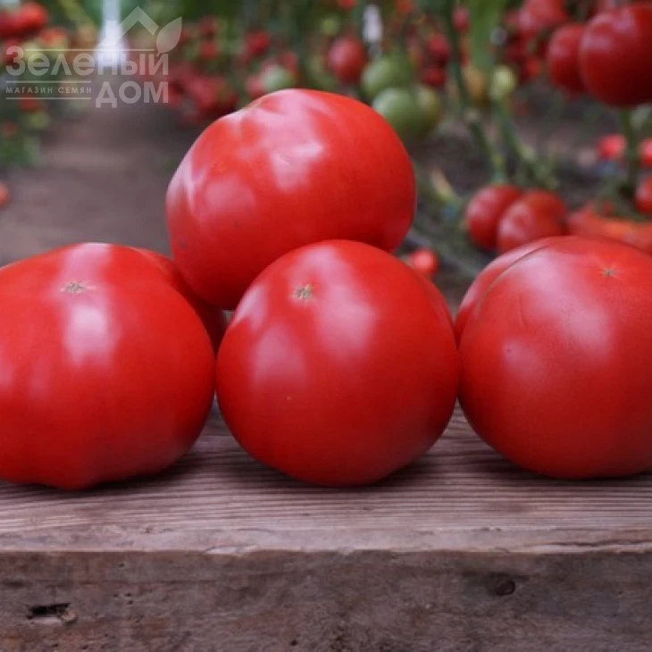 Макан F1 / Macan F1,55 дней фото 9