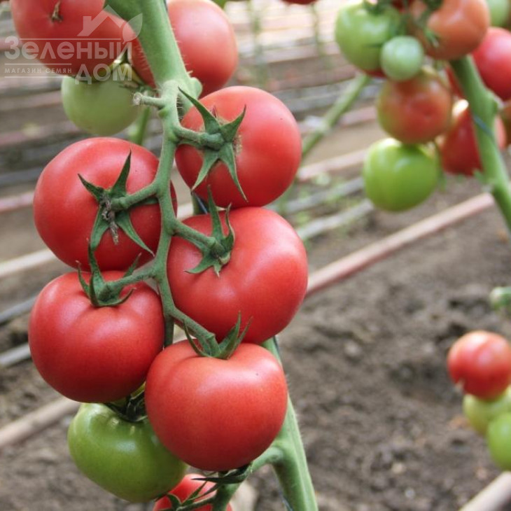 Пінкі Спрінтер F1 / Pinky Sprinter F1 фото 3