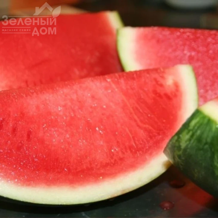 Регус F1 / Regus F1 фото 1