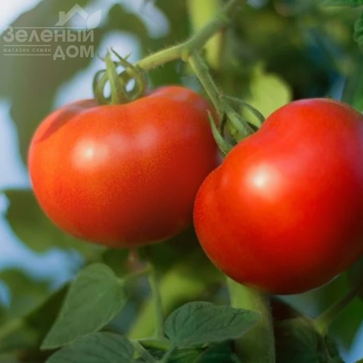 Багира F1 / Baghera F1,65-70 дней фото 3