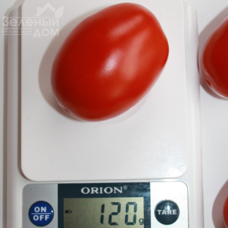 Фідель (INX 1592) F1 / Fidel (INX 1592) F1,90-95 днів фото 2