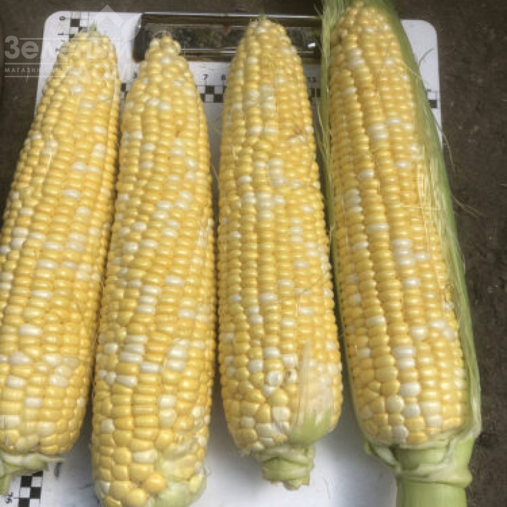 Екшен F1 / Action F1, 77 днів фото 2