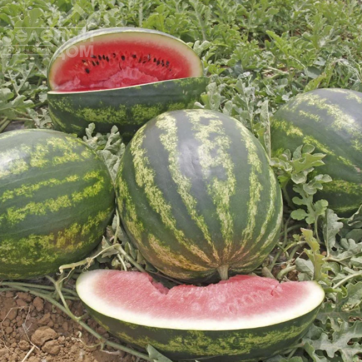 Варда F1 / Varda F1,70 днів фото 1