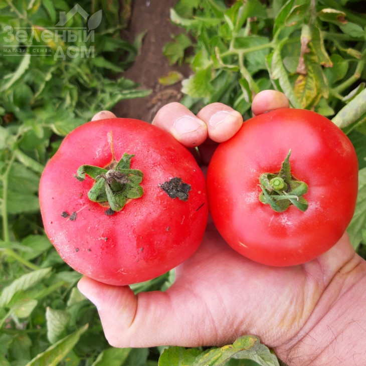 Альма (ЕЗ 2104) F1 / Alma (EZ 2104) F1, 62-65 днів фото 3