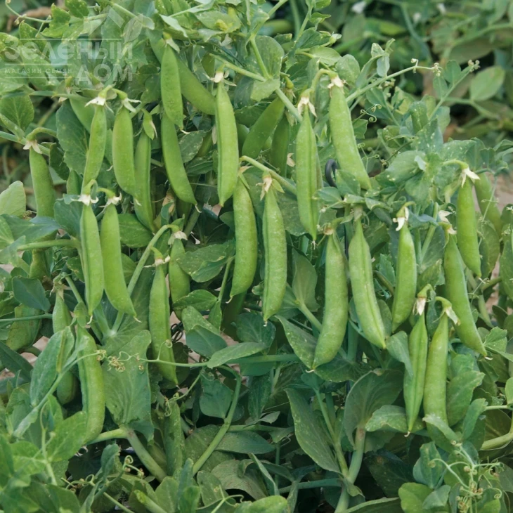 Трофи / Trofi ,64-72 дня фото 1