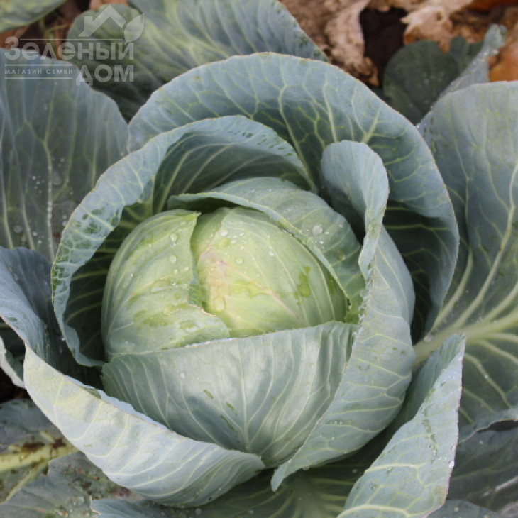 Саті F1 / Satie F1,110-115 днів фото 1