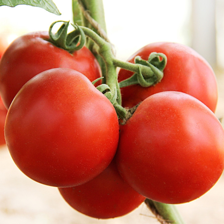 ЛС 4314 F1 / LS 4314 F1,110-120 днів фото 1