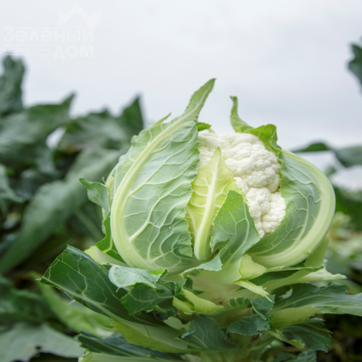 Пакстон F1 / Paxton F1, 85-90 днів фото 1