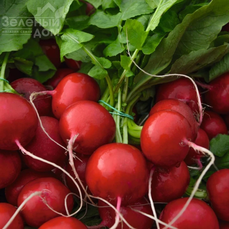 Ролекс F1 / Rolex F1,25-30 дней фото 1