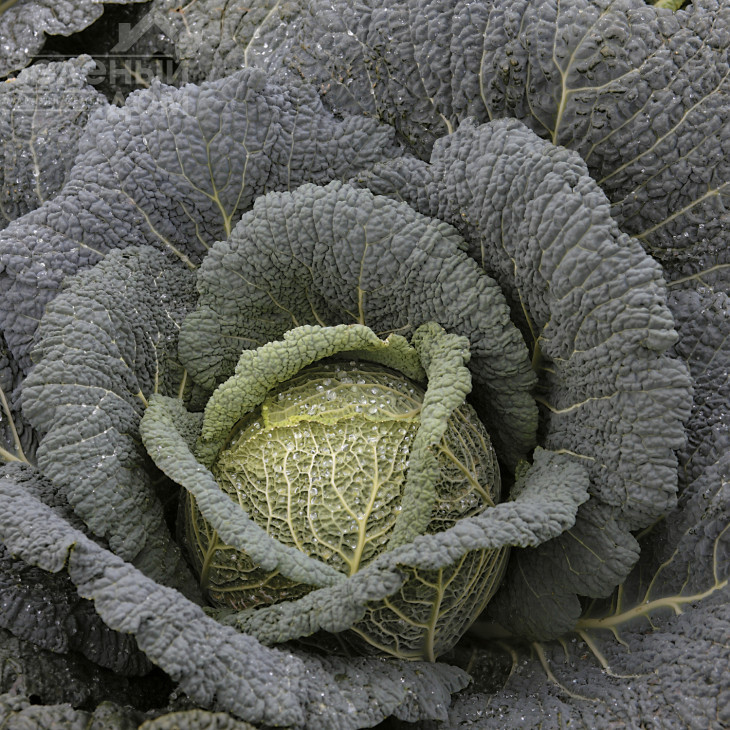 Віратоба F1 / Viratoba F1,135-140 днів фото 1