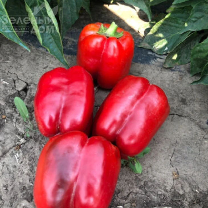 Стрит F1 / Street F1 фото 1