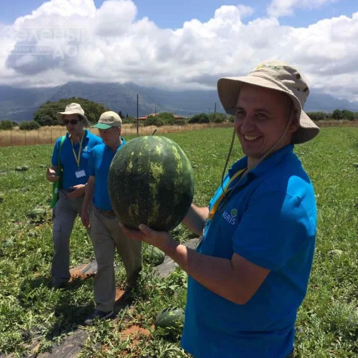 Целин F1 / Celin F1,60 дней фото 7