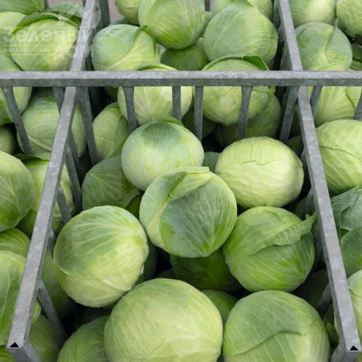 Аксель F1 / Axel F1 фото 1