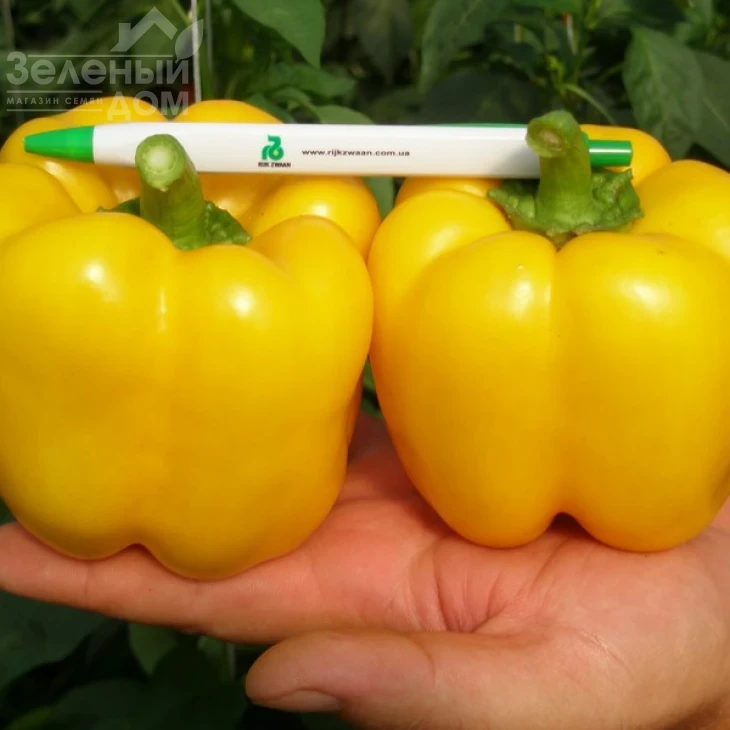 Бачата F1 / Bachata F1,80-85 дней фото 1