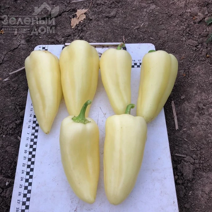 Бора F1 / Bora F1,50 дней фото 1