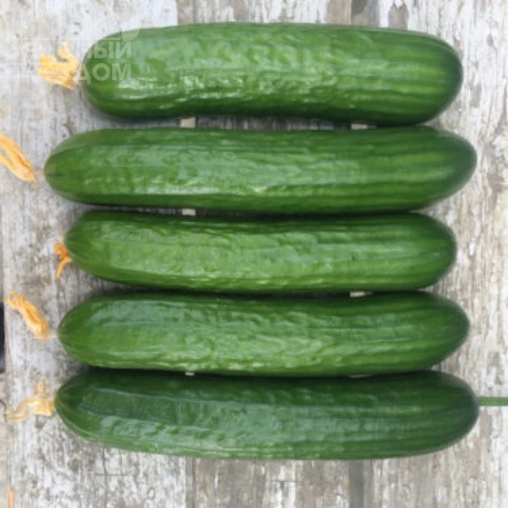 Базис F1 / Bazis F1,45 дней фото 1