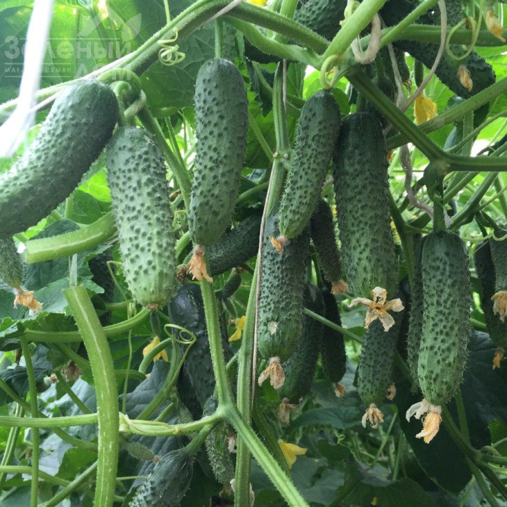 Капрікорн F1 / Kaprikorn F1,32-35 днів фото 4