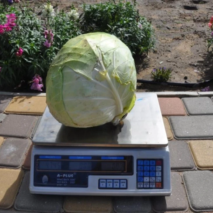 Дижон F1 / Dijon F1, 85-90 дней фото 1