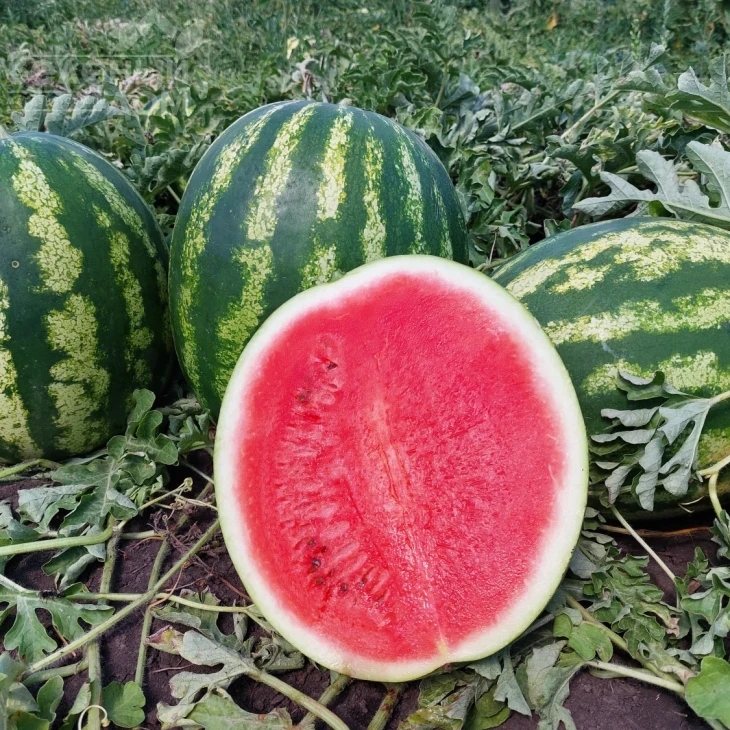 НУН 21613 F1 / НУН 21613 F1, 62-65 дней фото 2