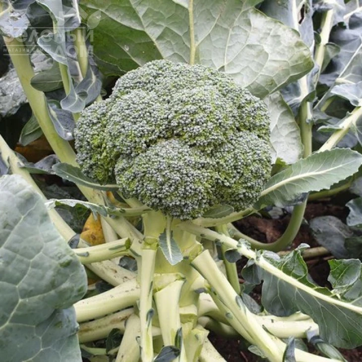 Вавилон F1 / Vavylon F1,65-70 дней фото 1