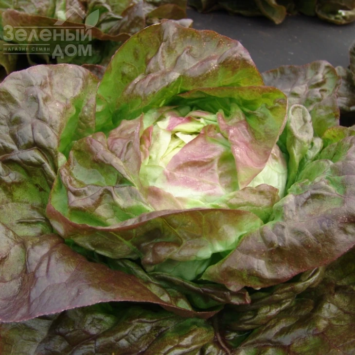 Сагим / Sagim фото 1