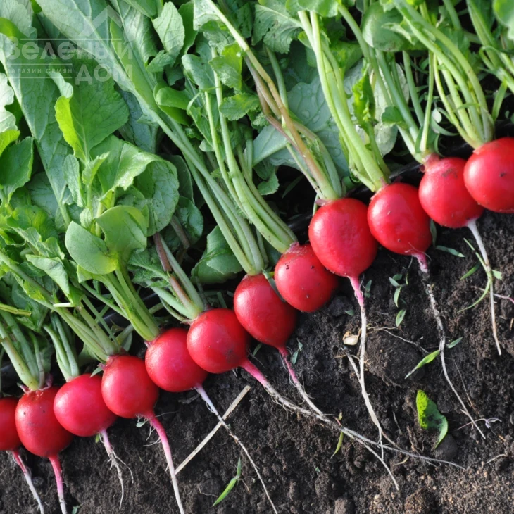 Прада F1 / Prada F1, 25-35 дней фото 3