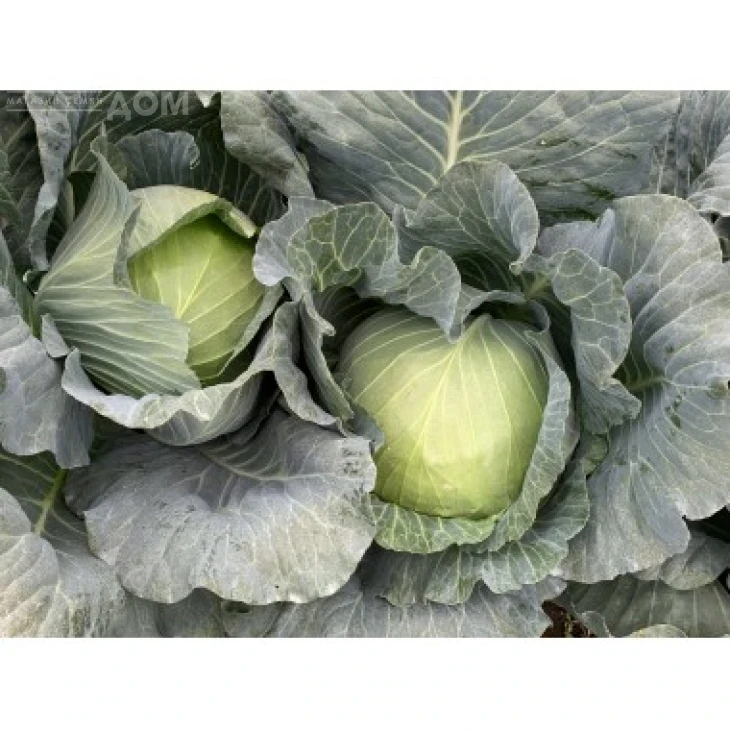 Заказ F1 / Zakaz F1, 68-72 дня фото 1