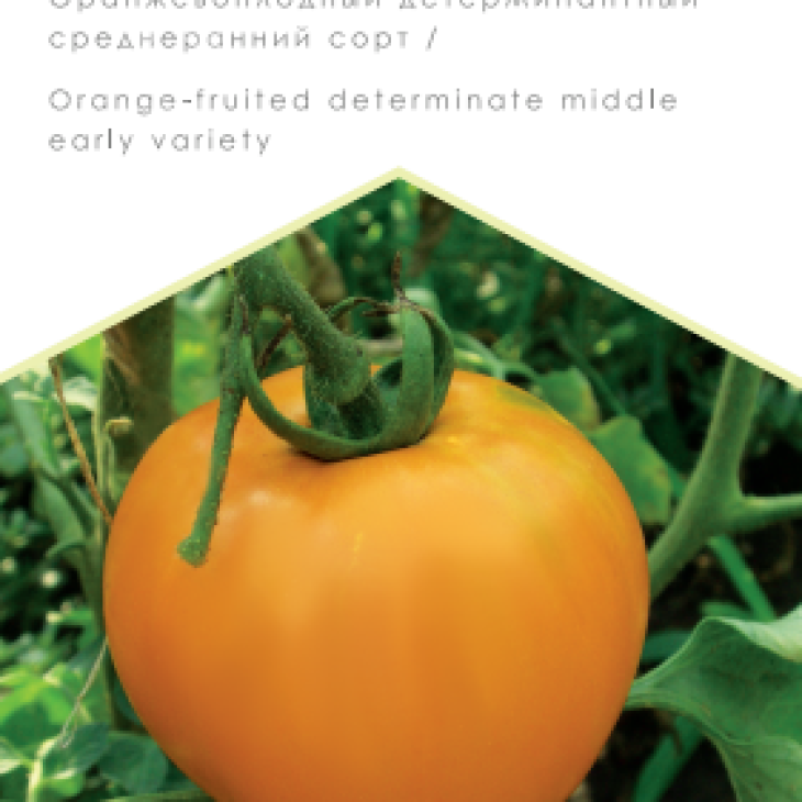 Хурма / Hurma, 100-105 днів фото 1