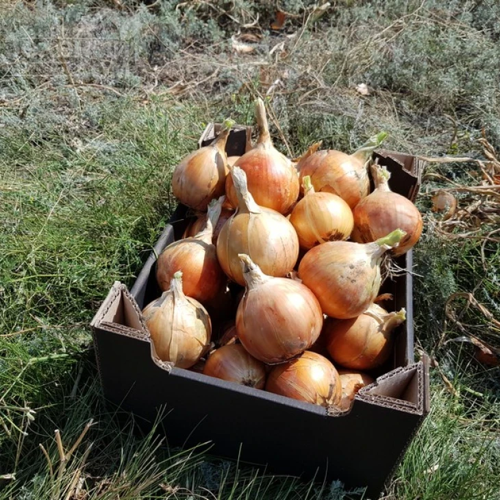 Саманта F1 / Samanta F1,125-130 дней фото 3