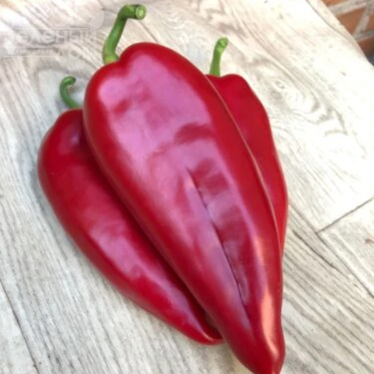 Фанат F1 / Fanat F1, 55 дней фото 4