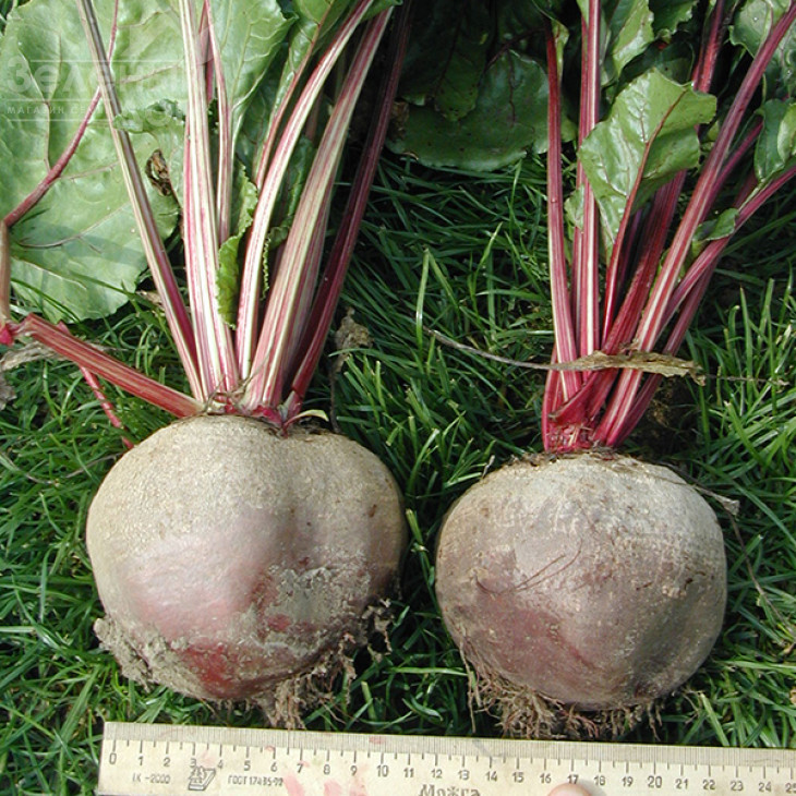 Нобол / Nobol, 70-90 днів фото 3