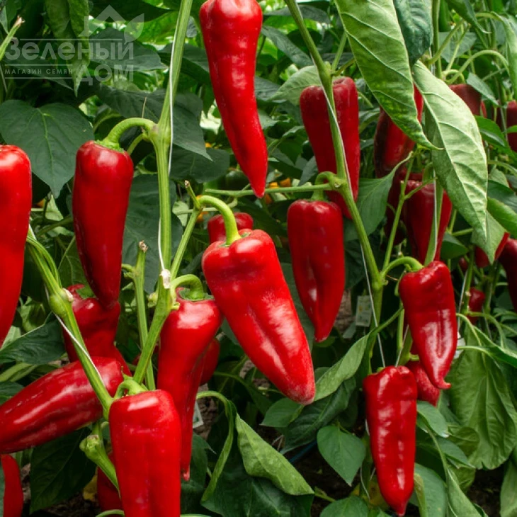 Динамика F1 / Dinamica F1, 75-77 дней фото 2