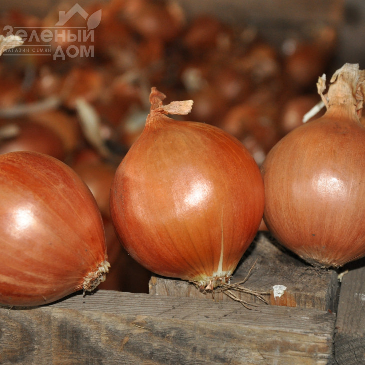 ЕЗ 1104  F1 / EZ 1104  F1 фото 1