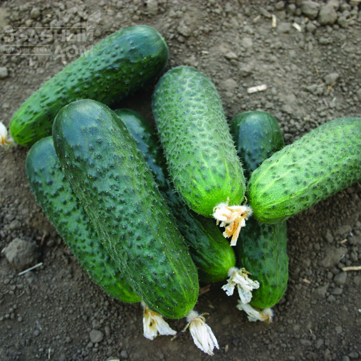 Бетіна F1 / Betina F1,38-40 днів фото 1