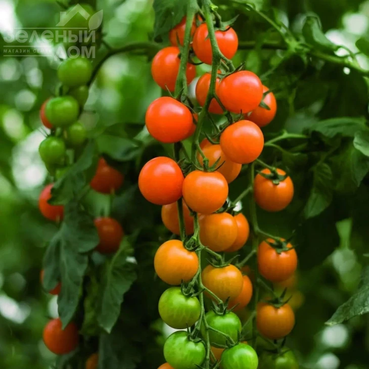 Торонжина F1 / Toronjina F1 фото 1