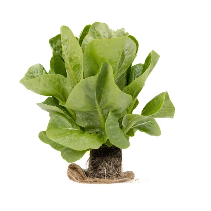 Рабелло / Rabello фото 1