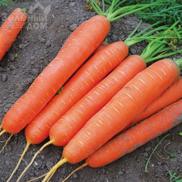 Сатурно F1 / Saturno F1,50-55 дней фото 1