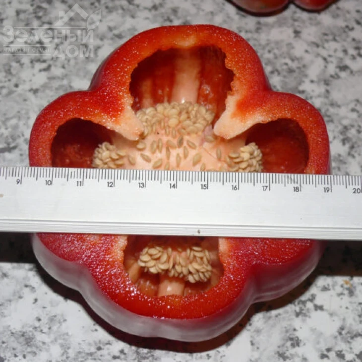 Белл F1 / Bell F1,70 дней фото 2