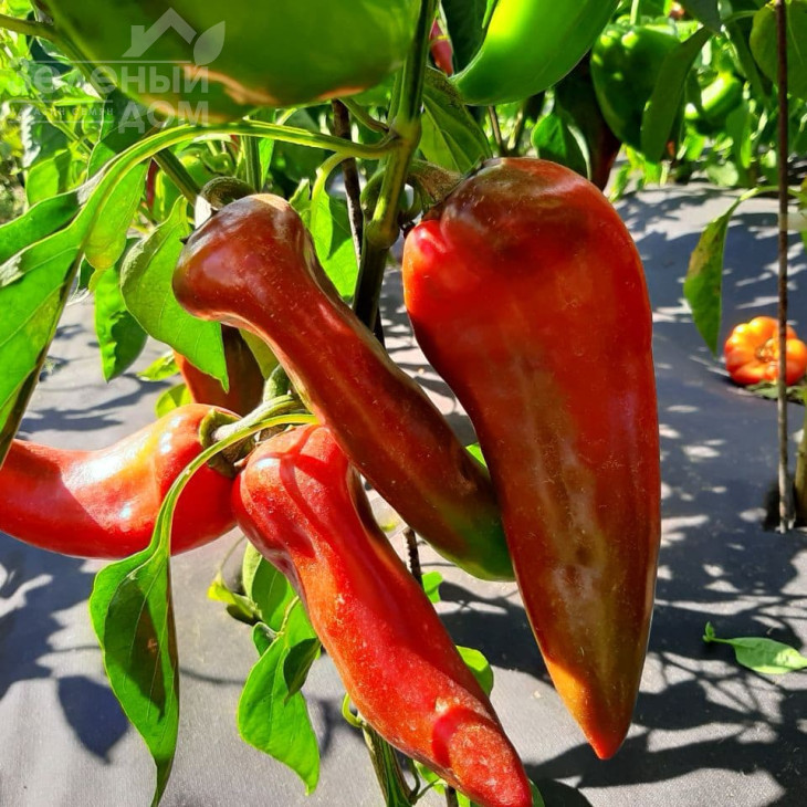 Капстар / Kapstar, 80-110 днів фото 1