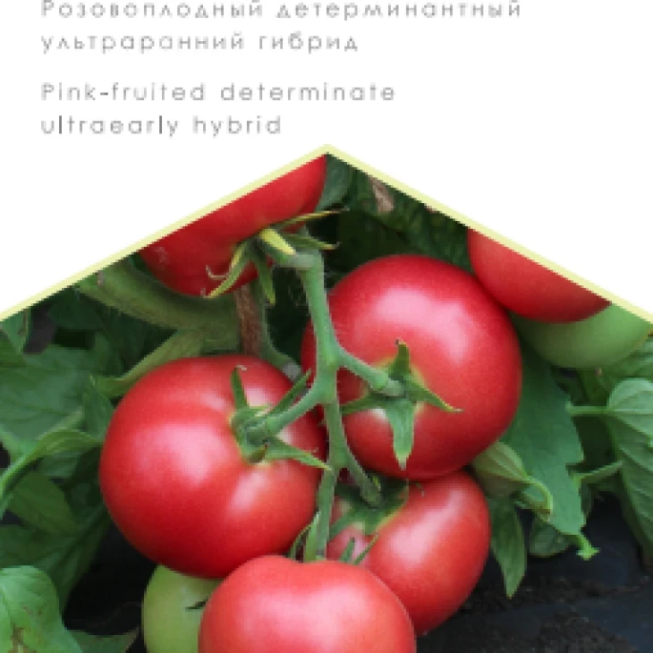 Роза ветров F1 / Roza Vetrov F1 фото 1