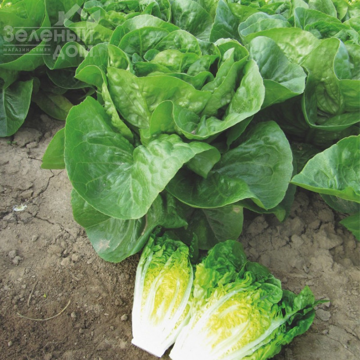 Ксарома / Xaroma фото 2