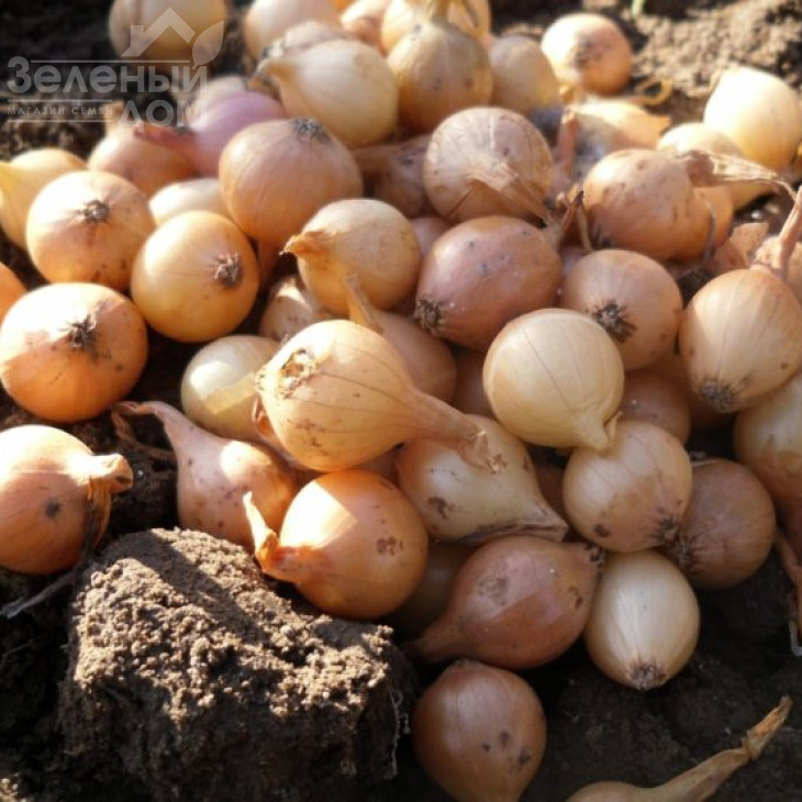 Сеншуй Єллоу / Senshui Elloy фото 1