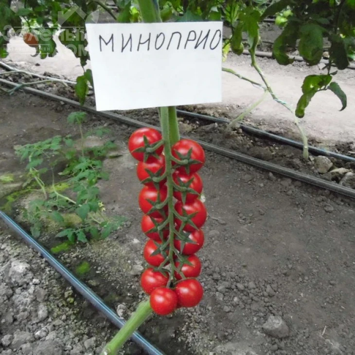 Миноприо F1 / Minoprio F1,65-70 дней фото 3